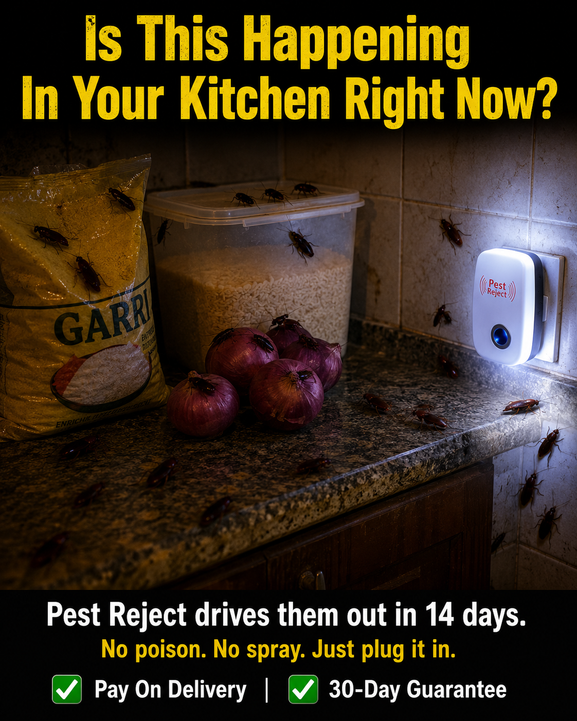 Cockroaches infesting a Nigerian kitchen